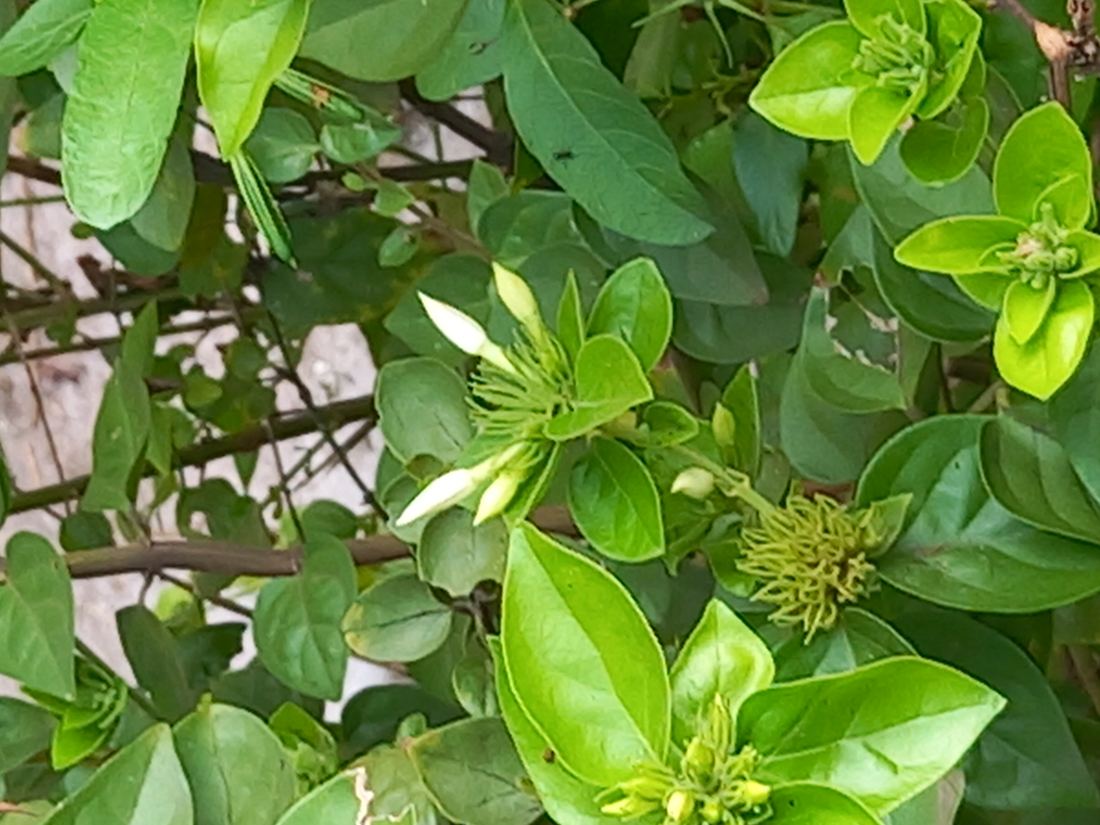 White jasmine flowers and buds